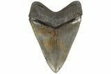 Fossil Megalodon Tooth - Beautiful Tooth #204588-1
